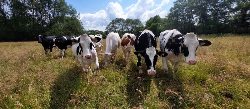 Foto: Kühe auf einer Wiese