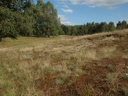 Foto: Sandmagerrasen