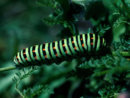 Foto: Schwalbenschwanz-Raupe